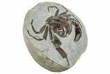 Very Nice Fossil Crab (Pulalius) - Washington #240460-2